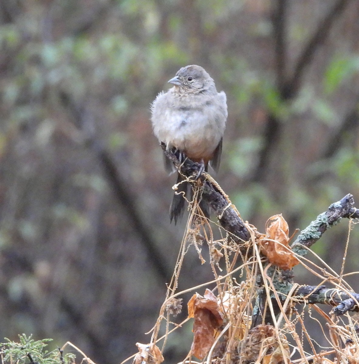 Canyon Towhee - ML646824486