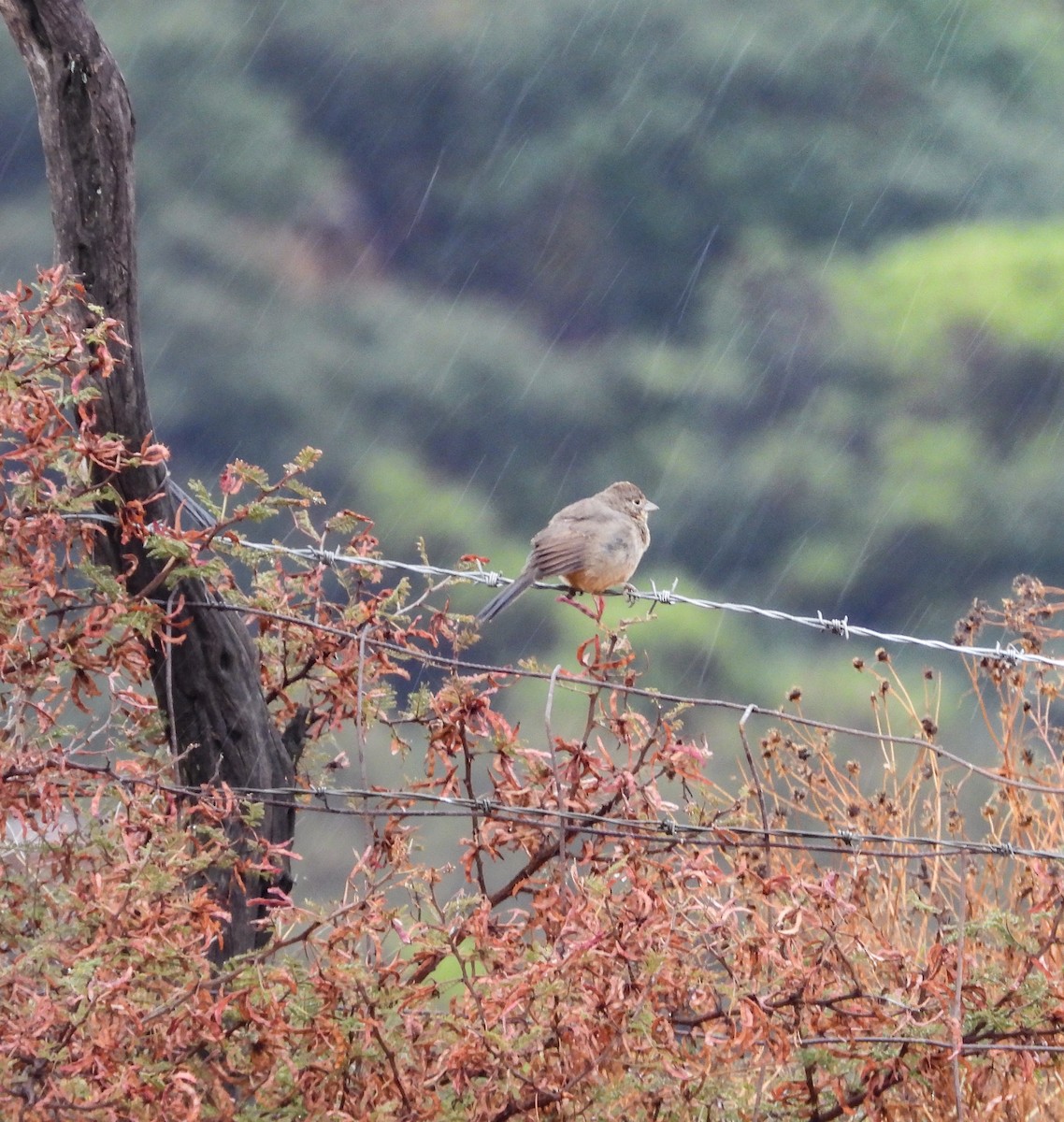 Canyon Towhee - ML646824487