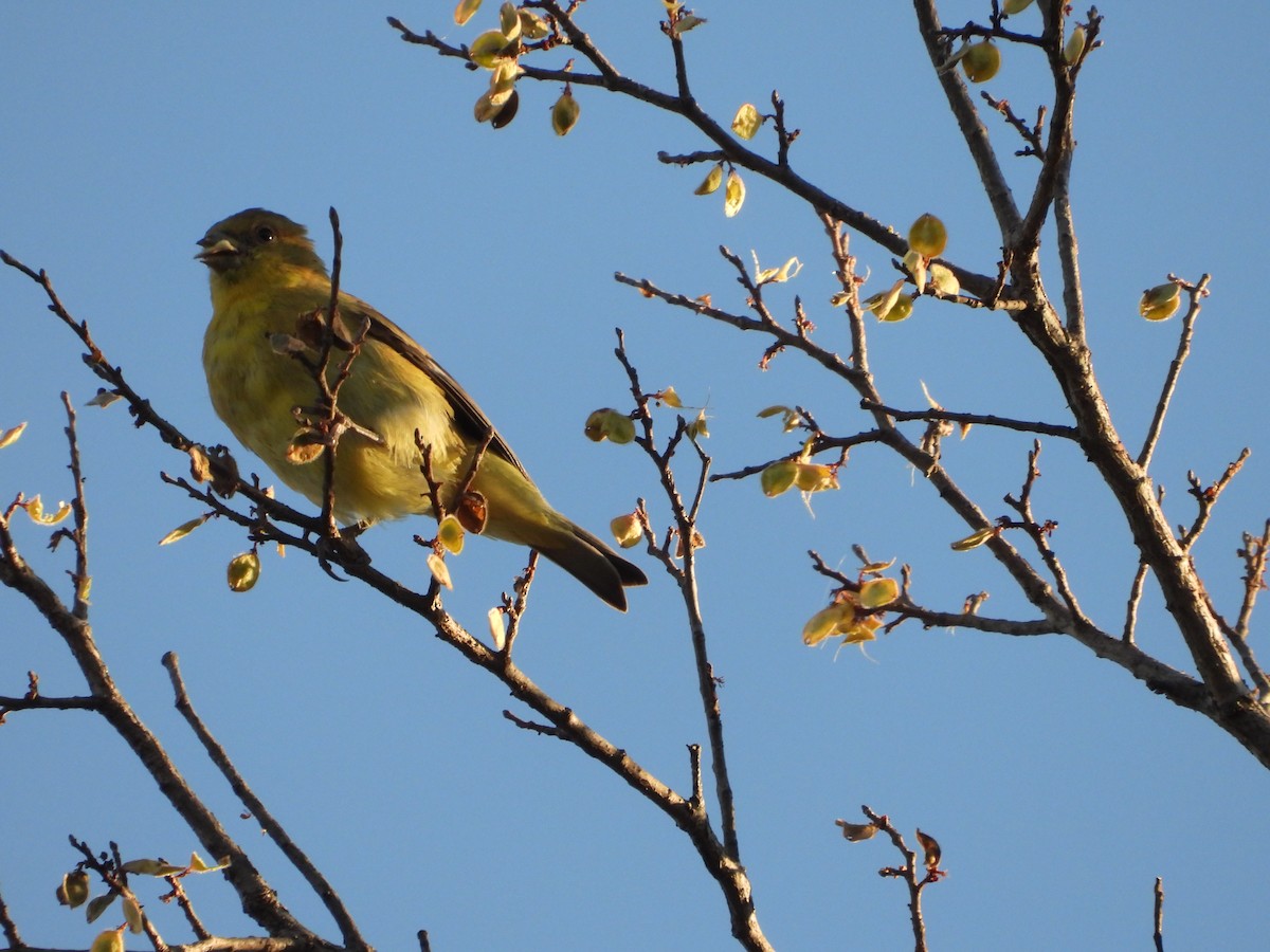 Mexikozeisig - ML646824490