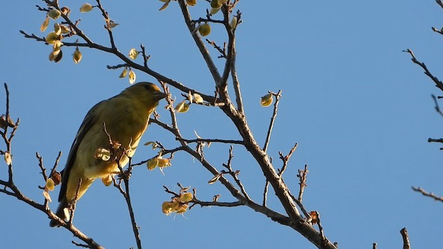 Lesser Goldfinch - ML646824492