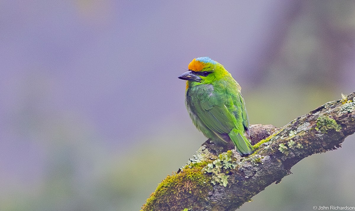 Flame-fronted Barbet - ML646824493