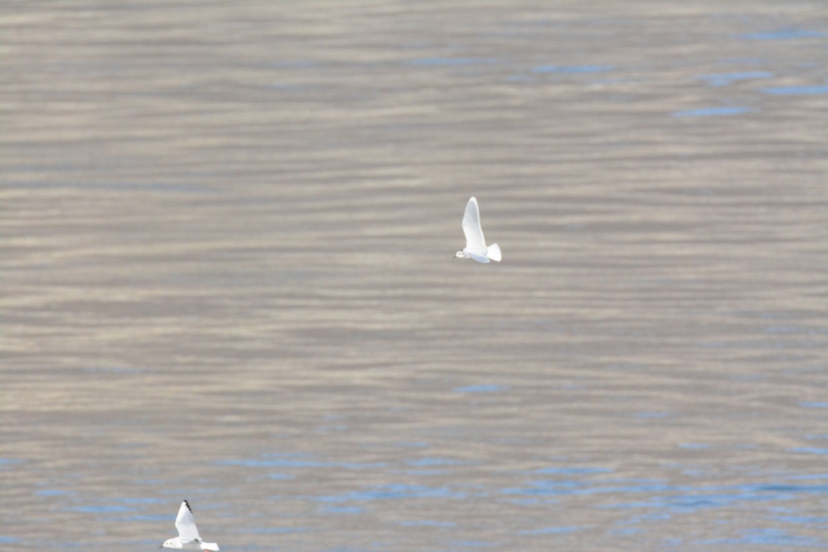 Little Gull - ML646824494
