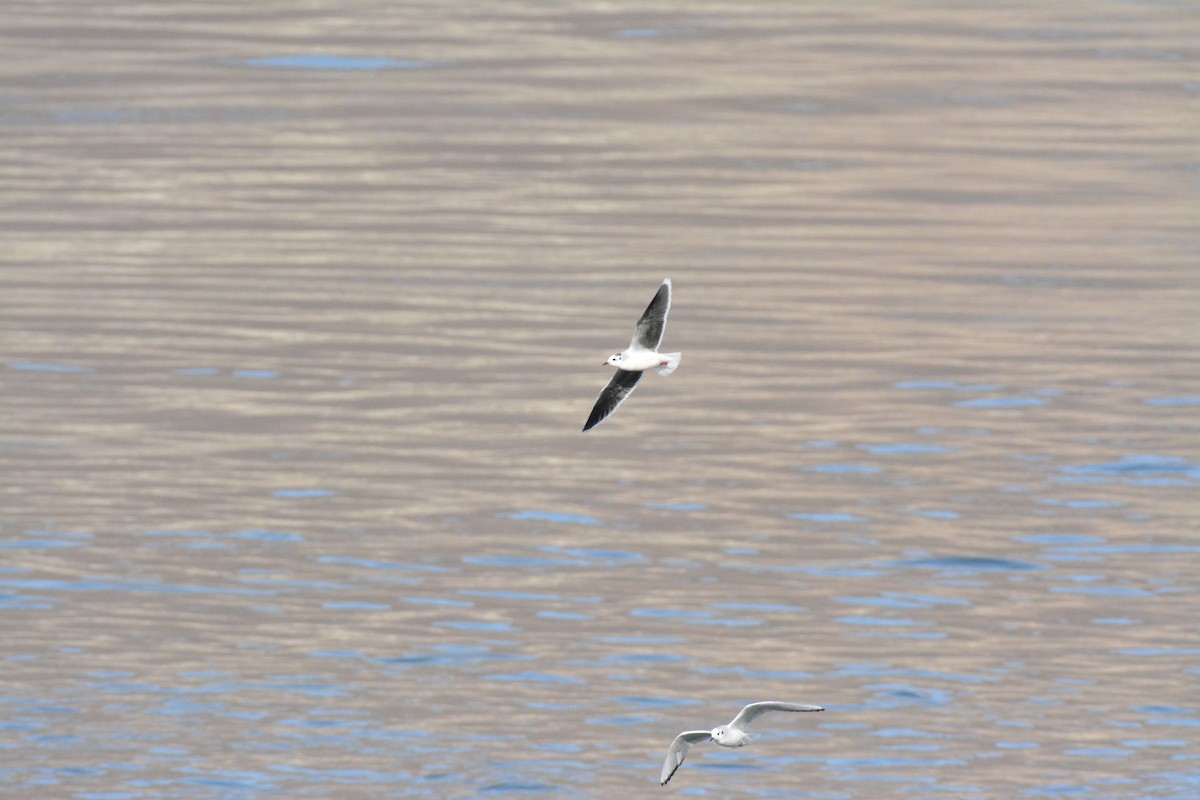 Little Gull - ML646824495