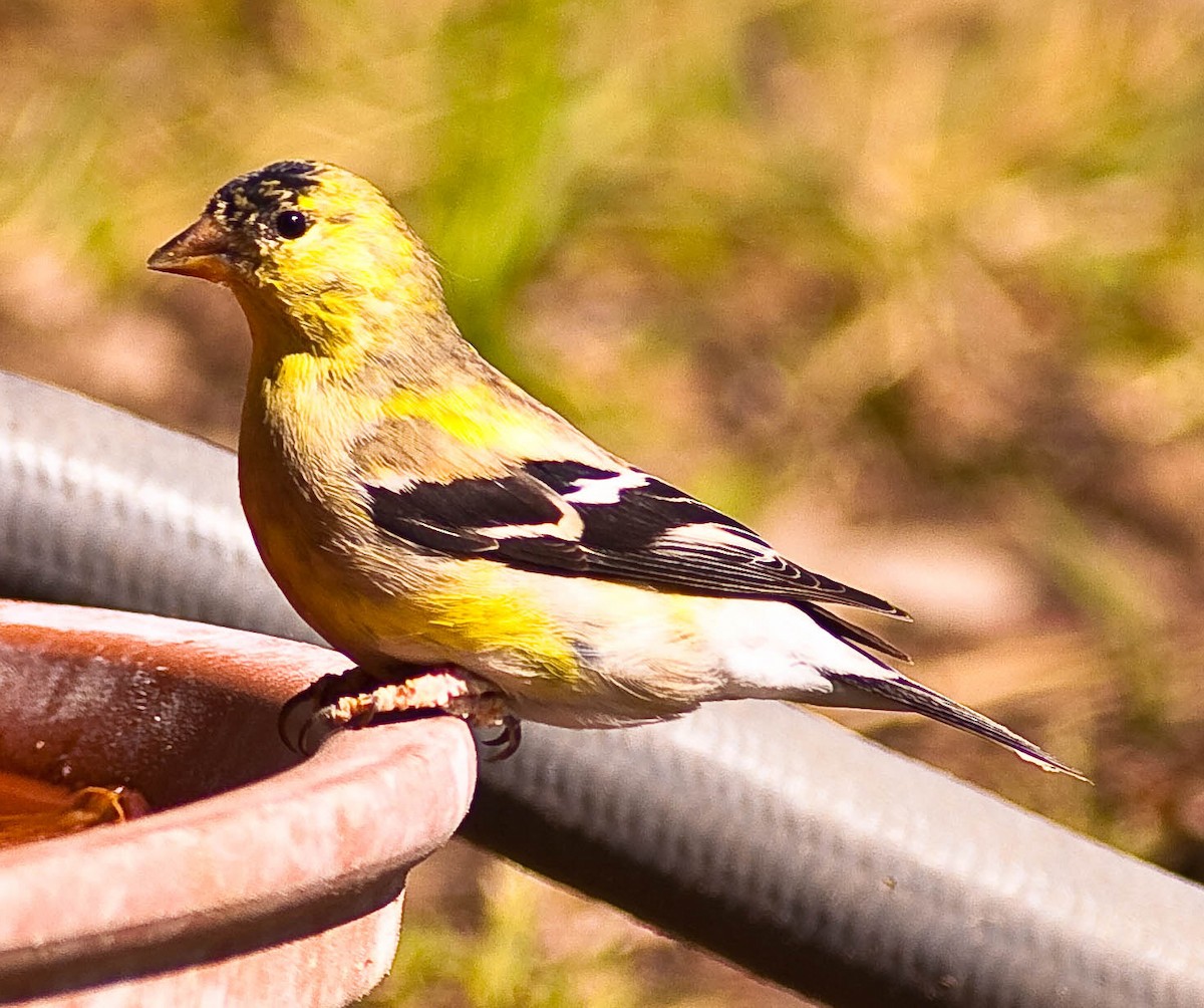 American Goldfinch - ML646824496