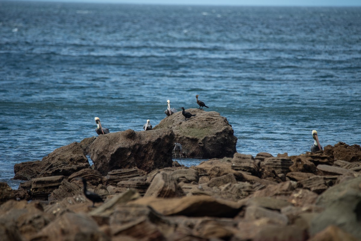Пелікан бурий - ML646824497