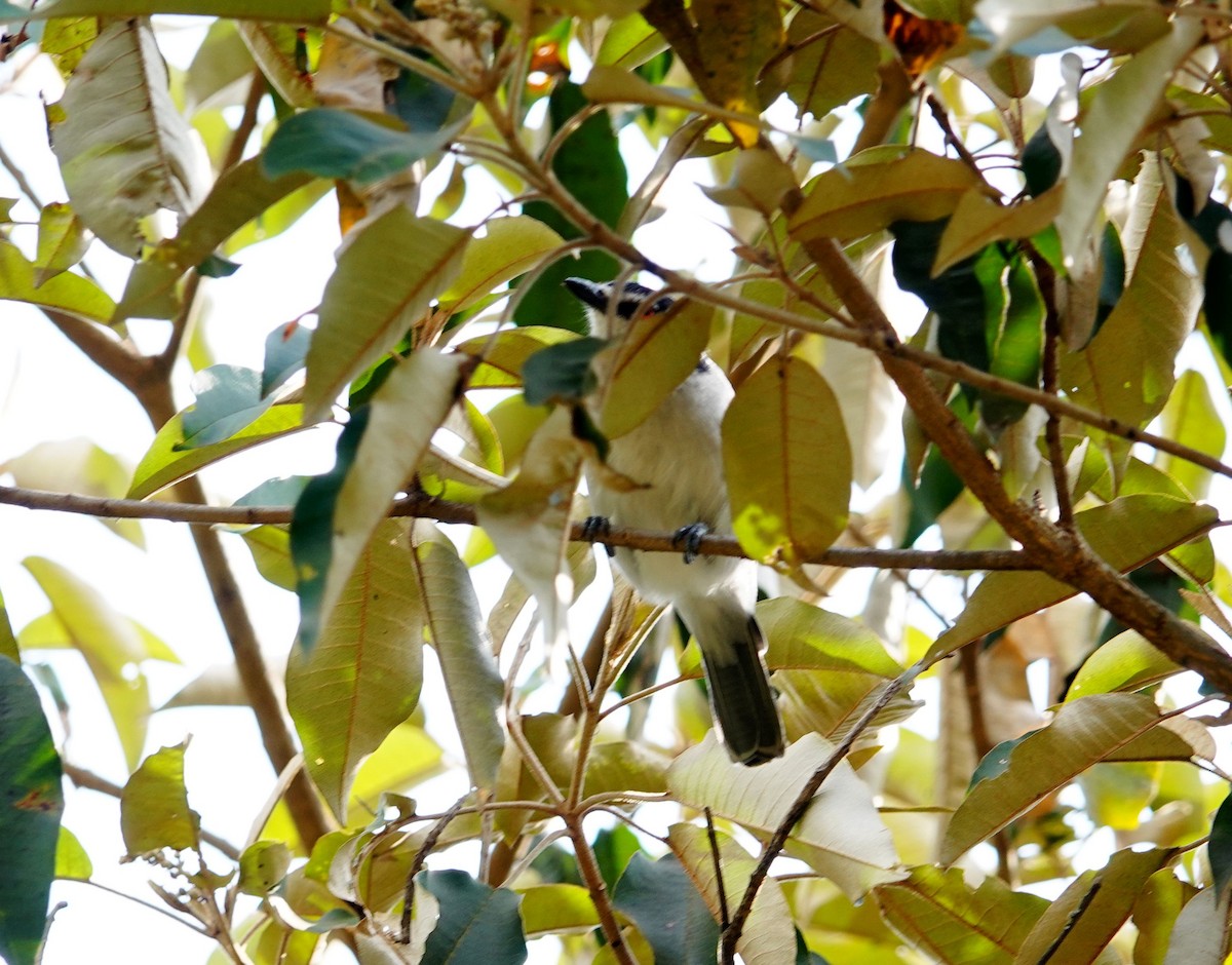 Kara Sırtlı Pofuduksırt - ML646824498