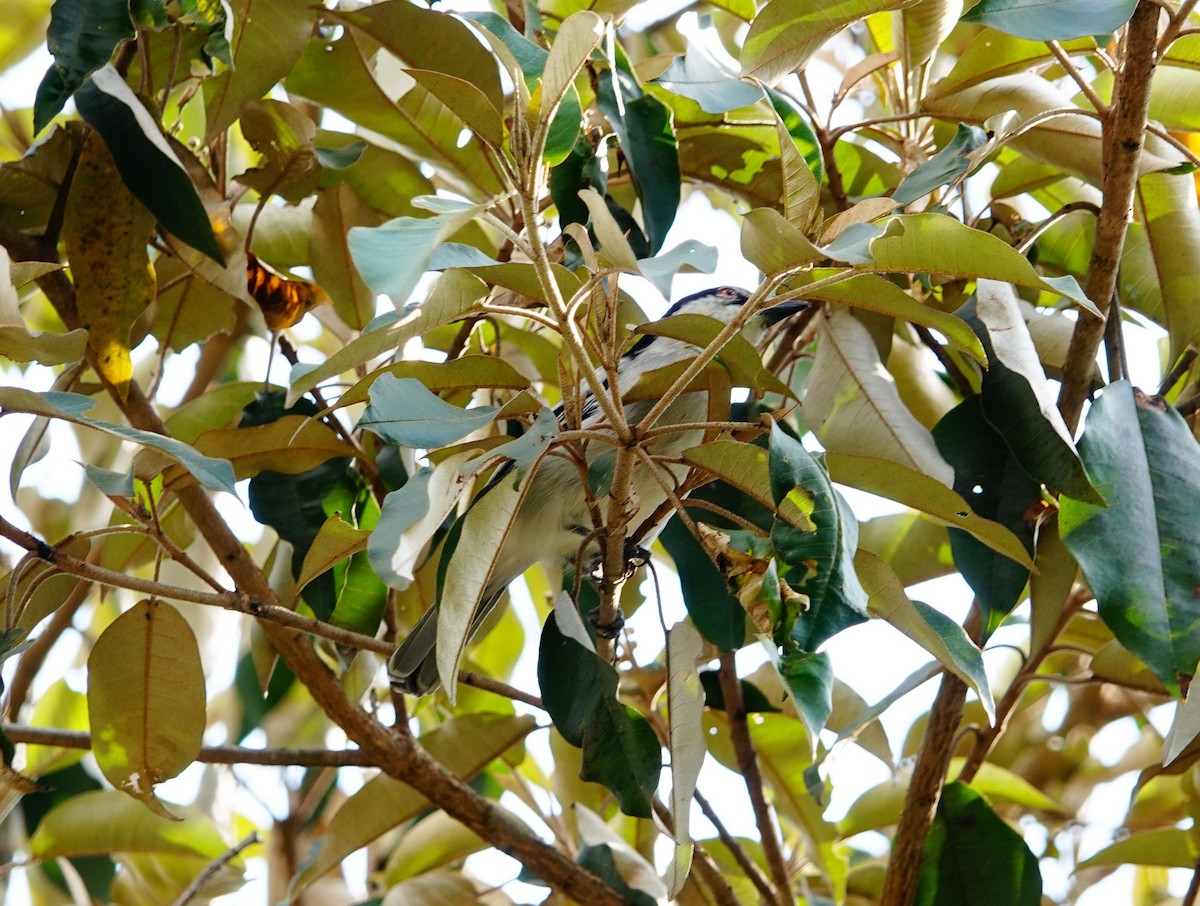 Kara Sırtlı Pofuduksırt - ML646824499