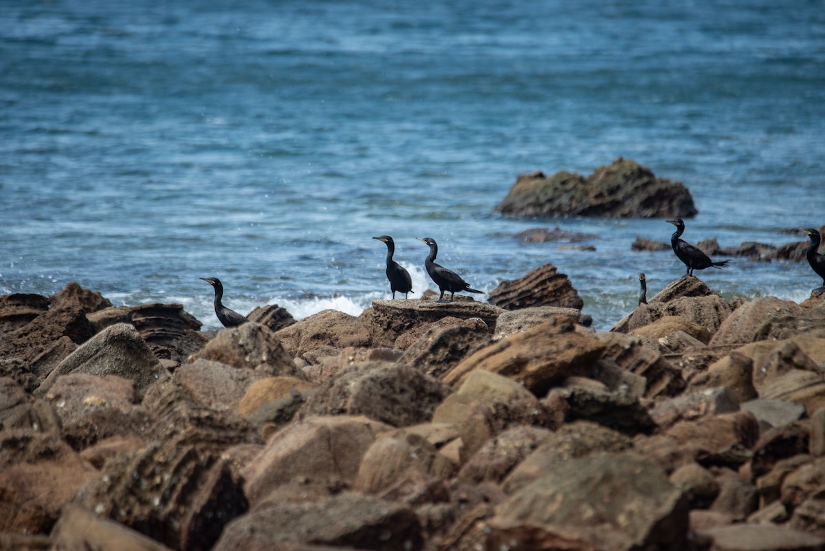 Баклан бразильський - ML646824500