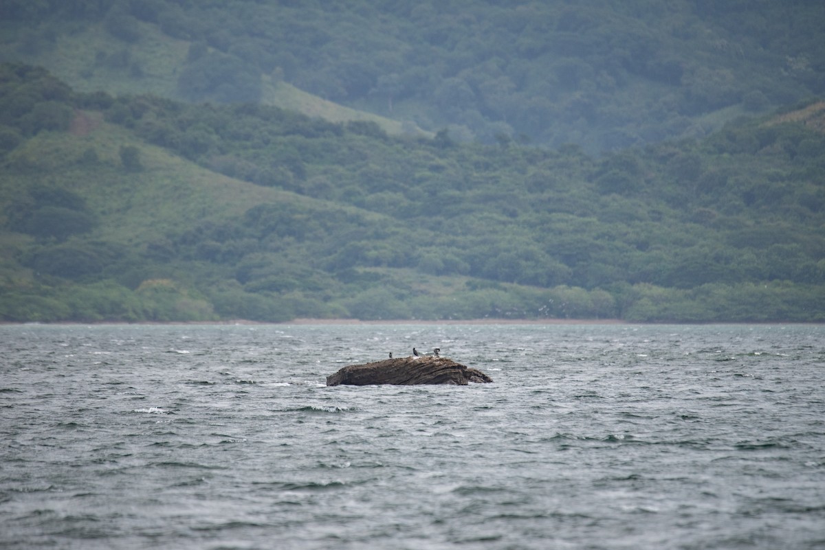 Баклан бразильський - ML646824501