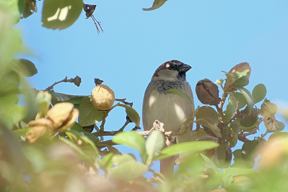 Оронгийн бор шувуу - ML646824506