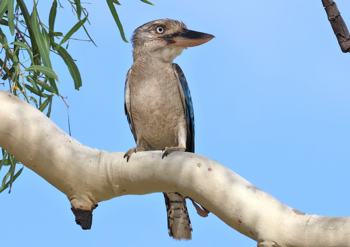 Blue-winged Kookaburra - ML646824507