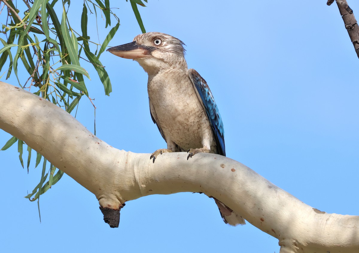 Blue-winged Kookaburra - ML646824508