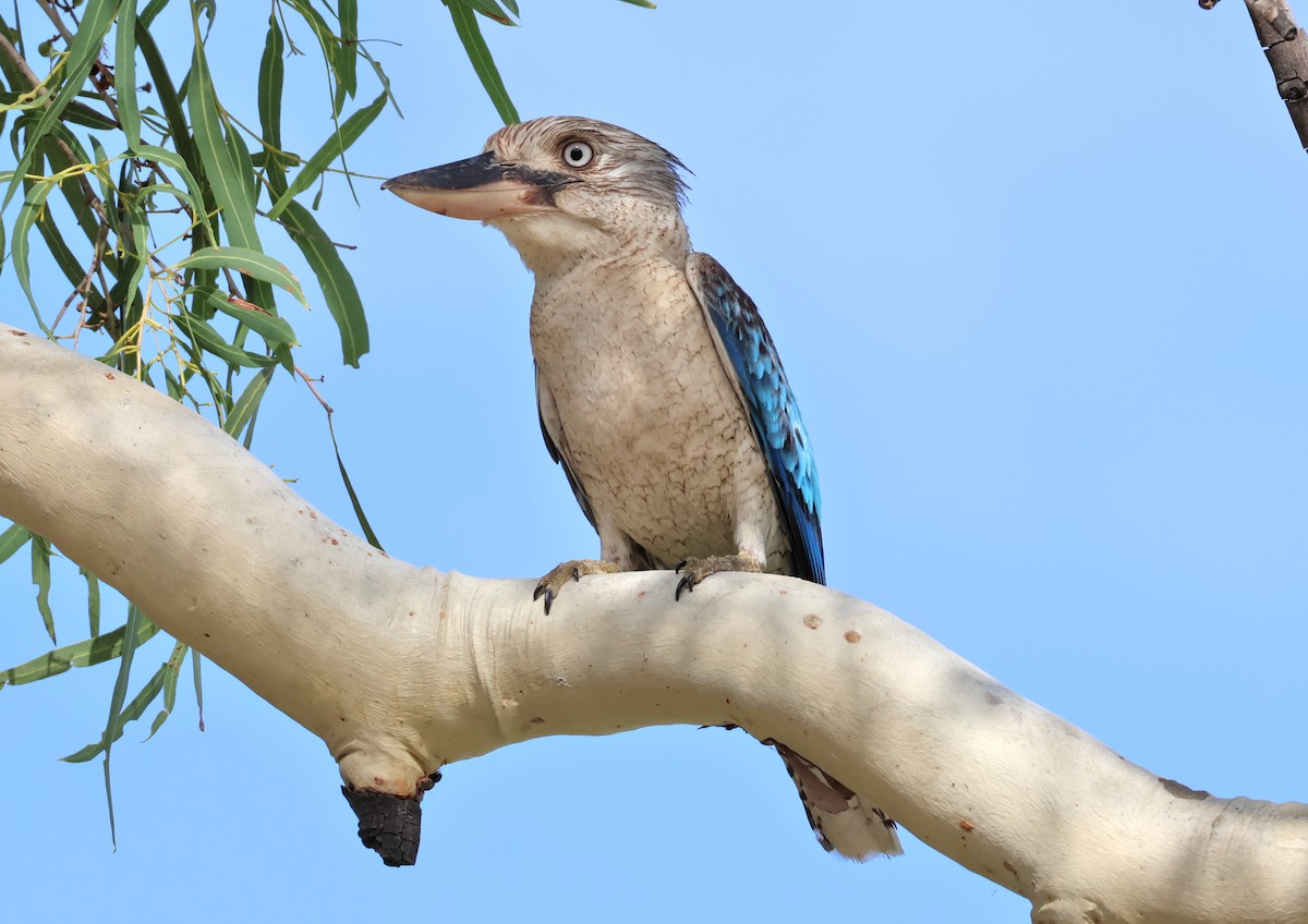Blue-winged Kookaburra - ML646824509