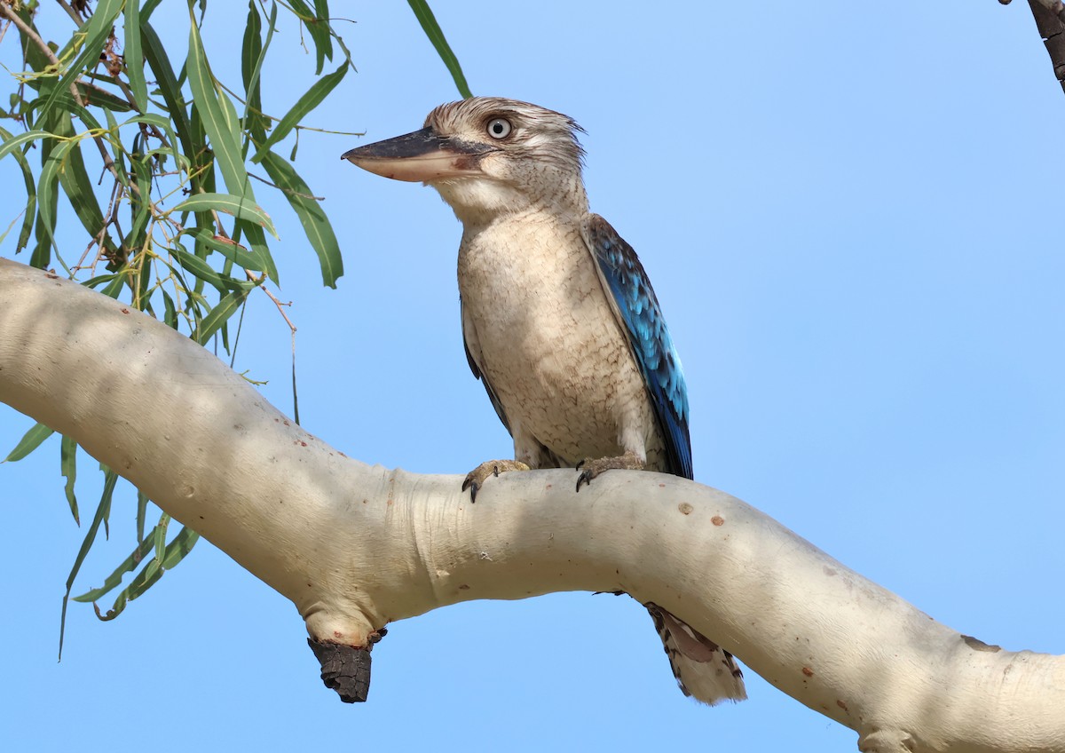 Blue-winged Kookaburra - ML646824510