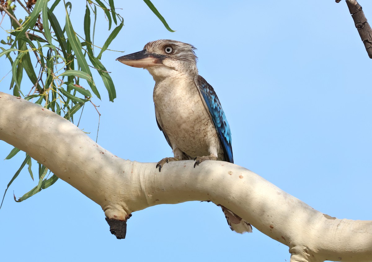 Blue-winged Kookaburra - ML646824511