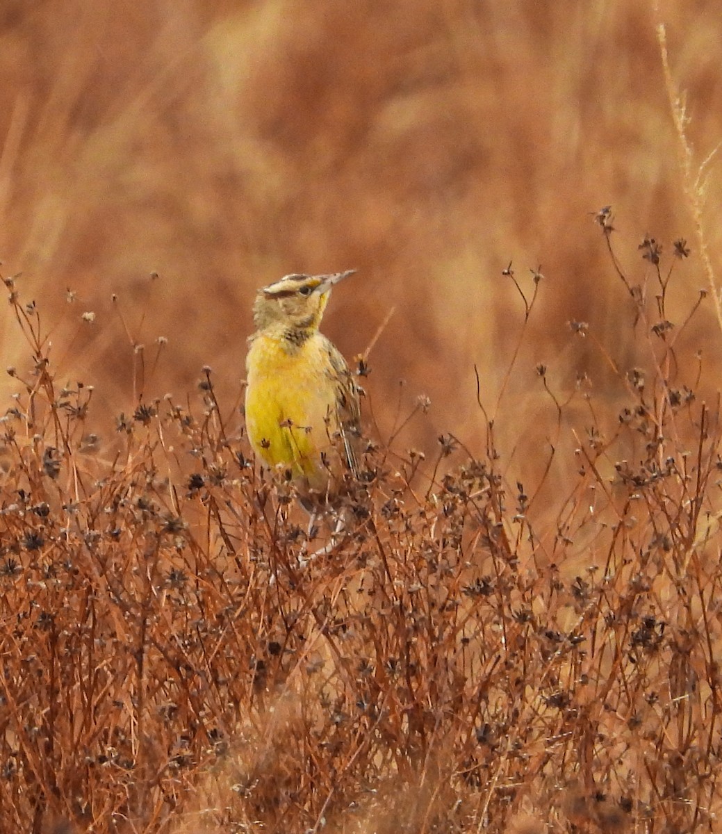 Chihuahuan Meadowlark - ML646824512