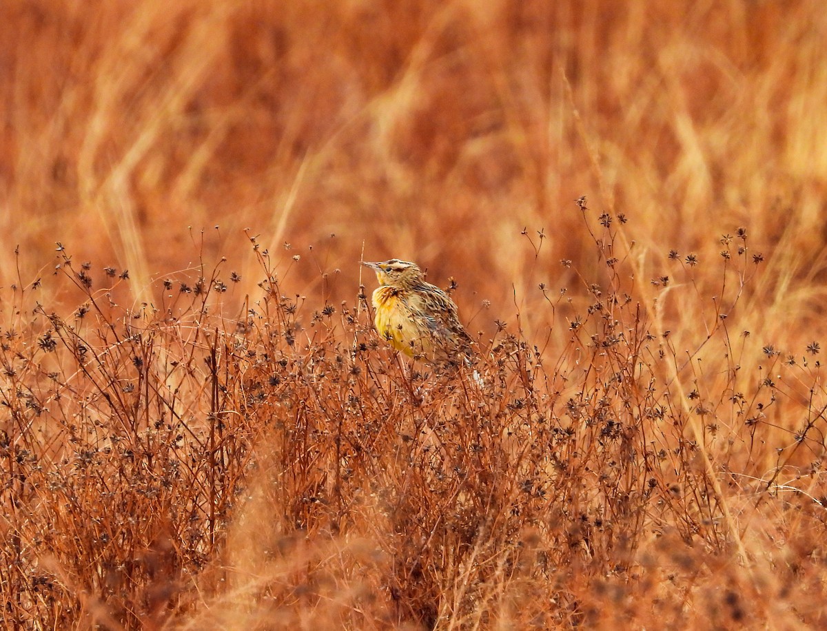 Chihuahuan Meadowlark - ML646824513