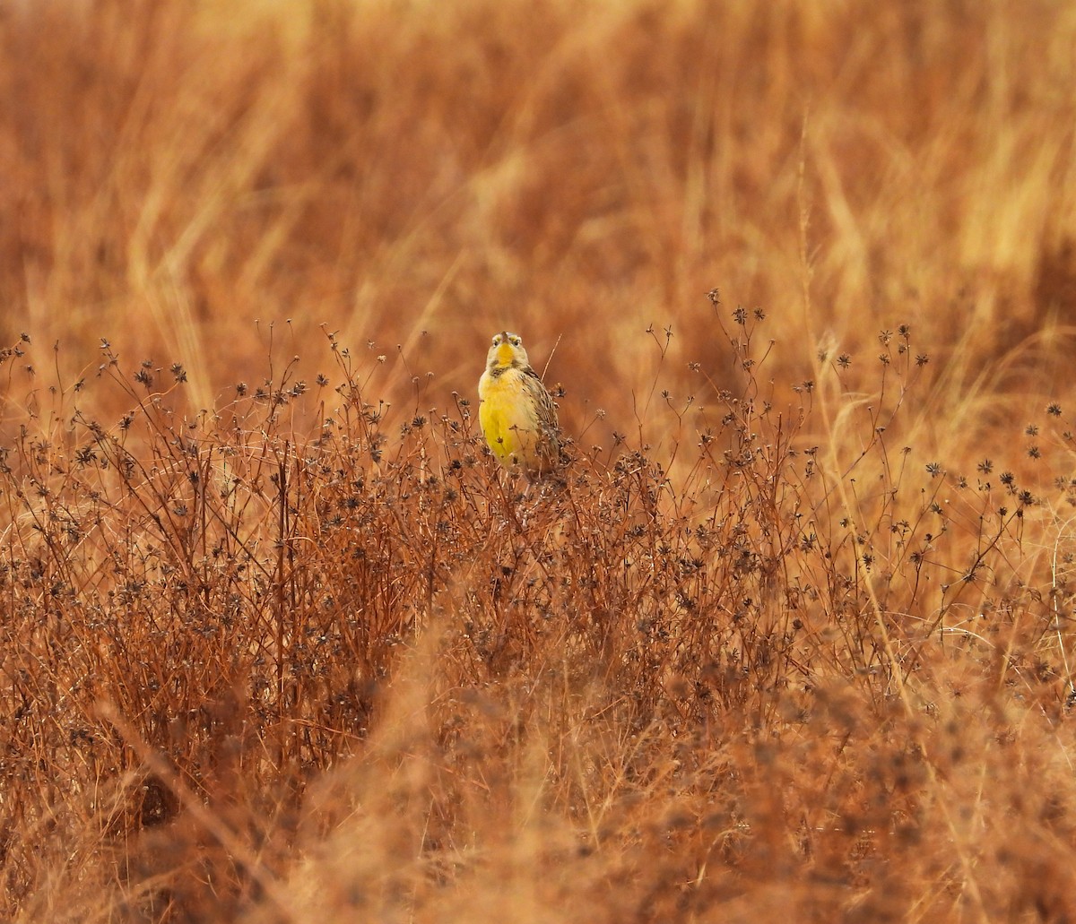 Chihuahuan Meadowlark - ML646824514