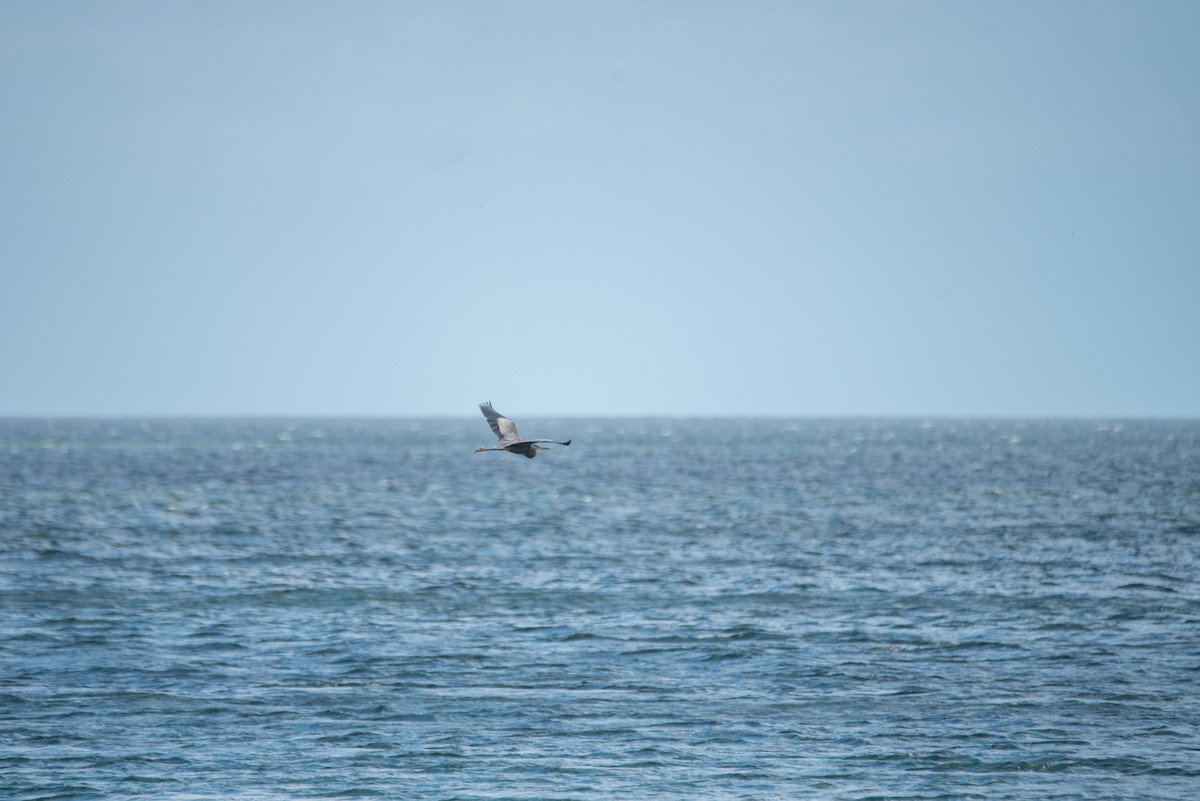 Чапля північна - ML646824517