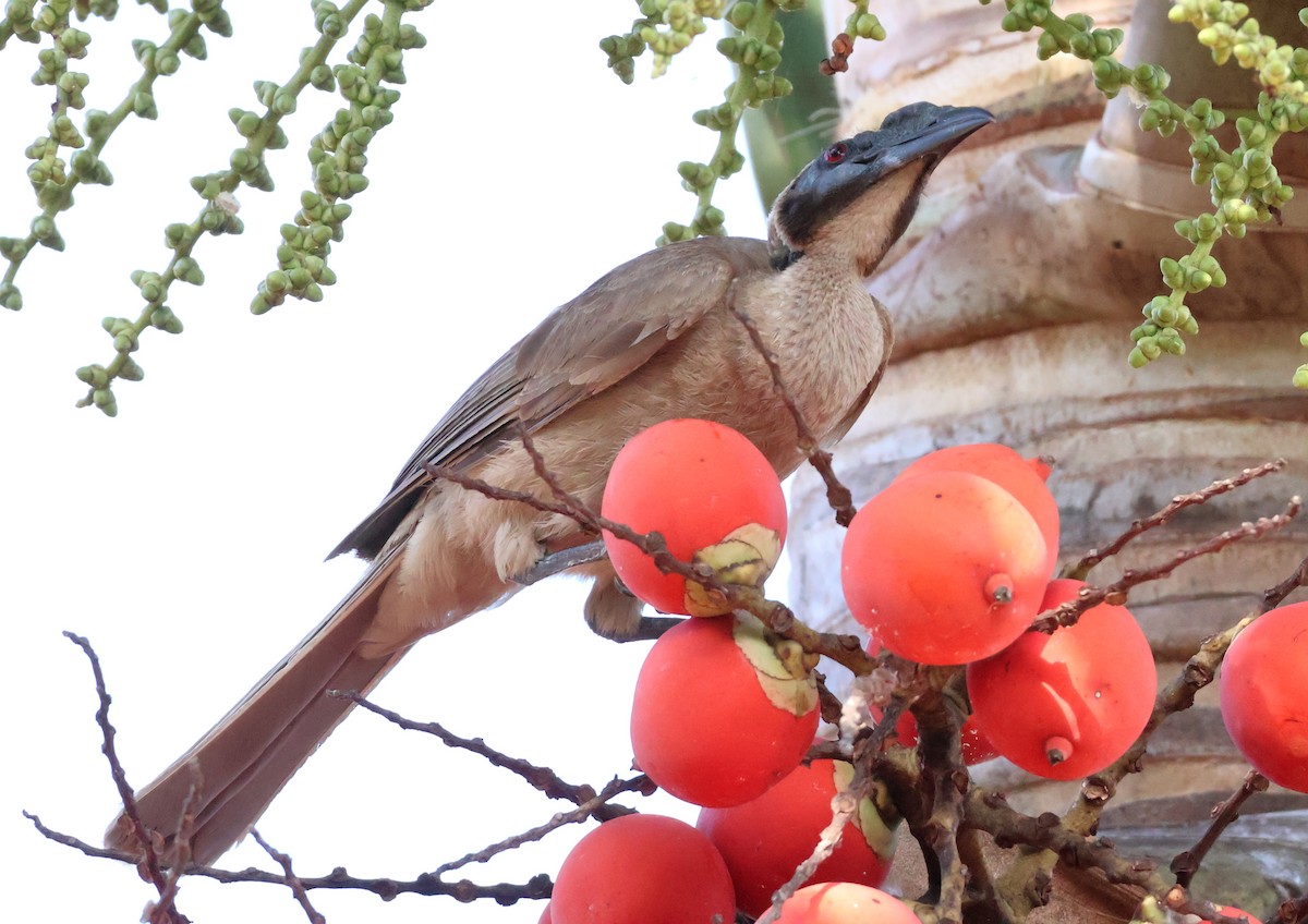 Helmeted Friarbird (Hornbill) - ML646824518