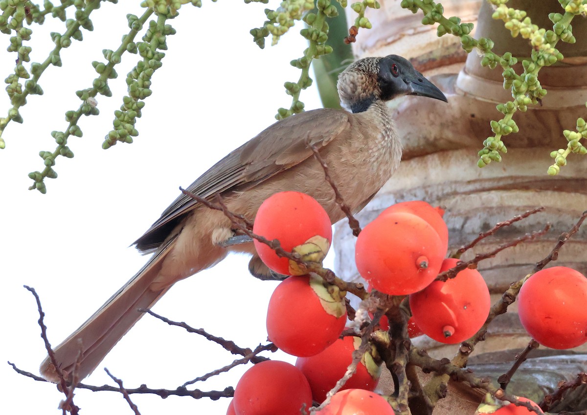 Helmeted Friarbird (Hornbill) - ML646824519