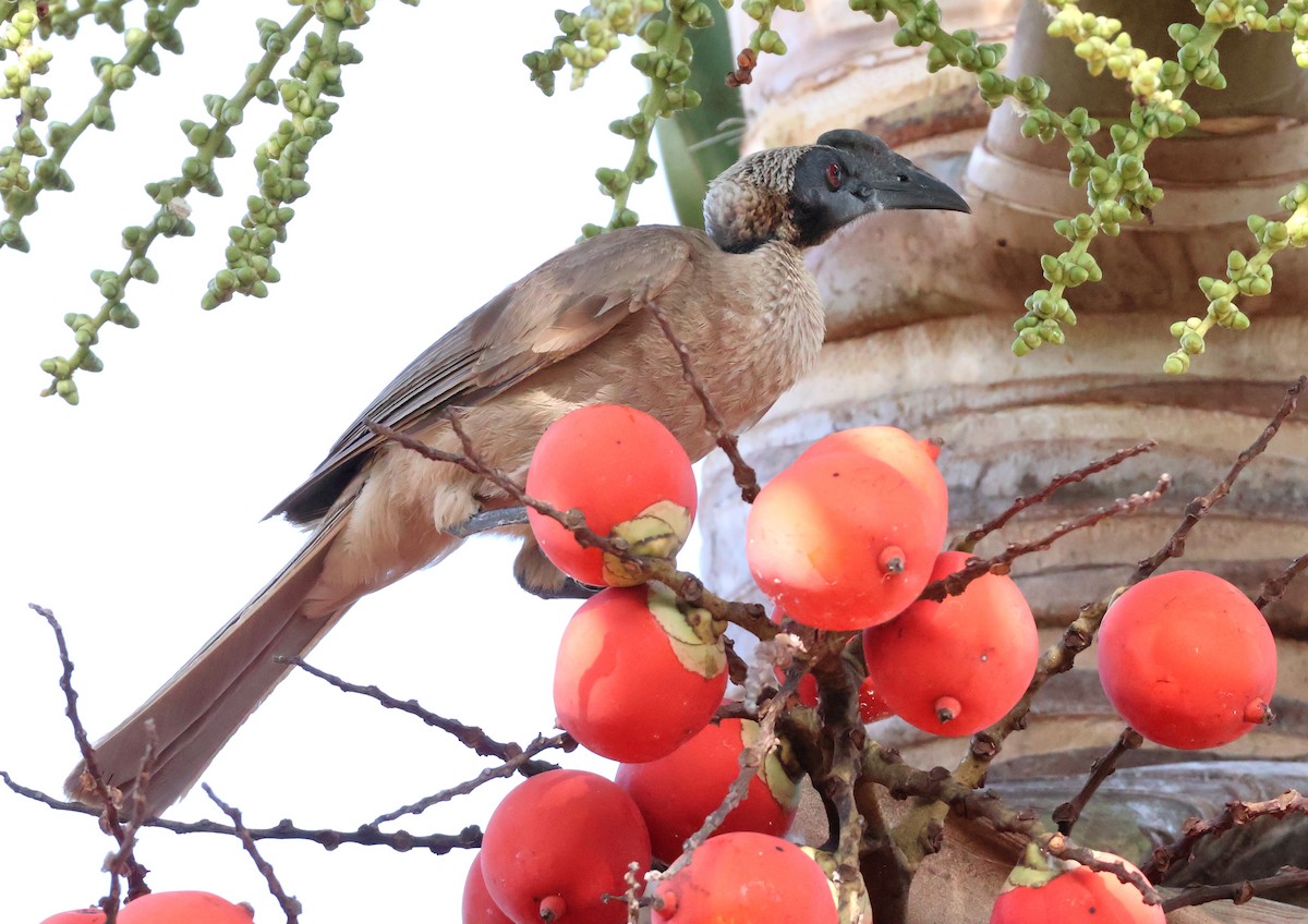 Helmeted Friarbird (Hornbill) - ML646824520