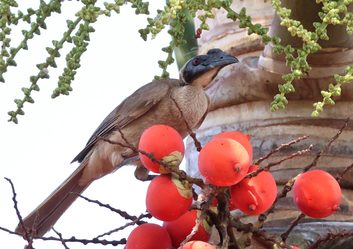 Helmeted Friarbird (Hornbill) - ML646824521