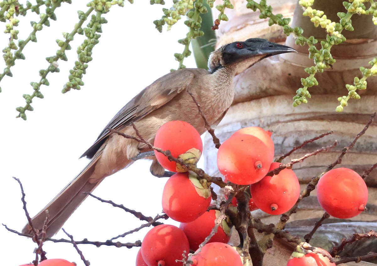 Helmeted Friarbird (Hornbill) - ML646824522