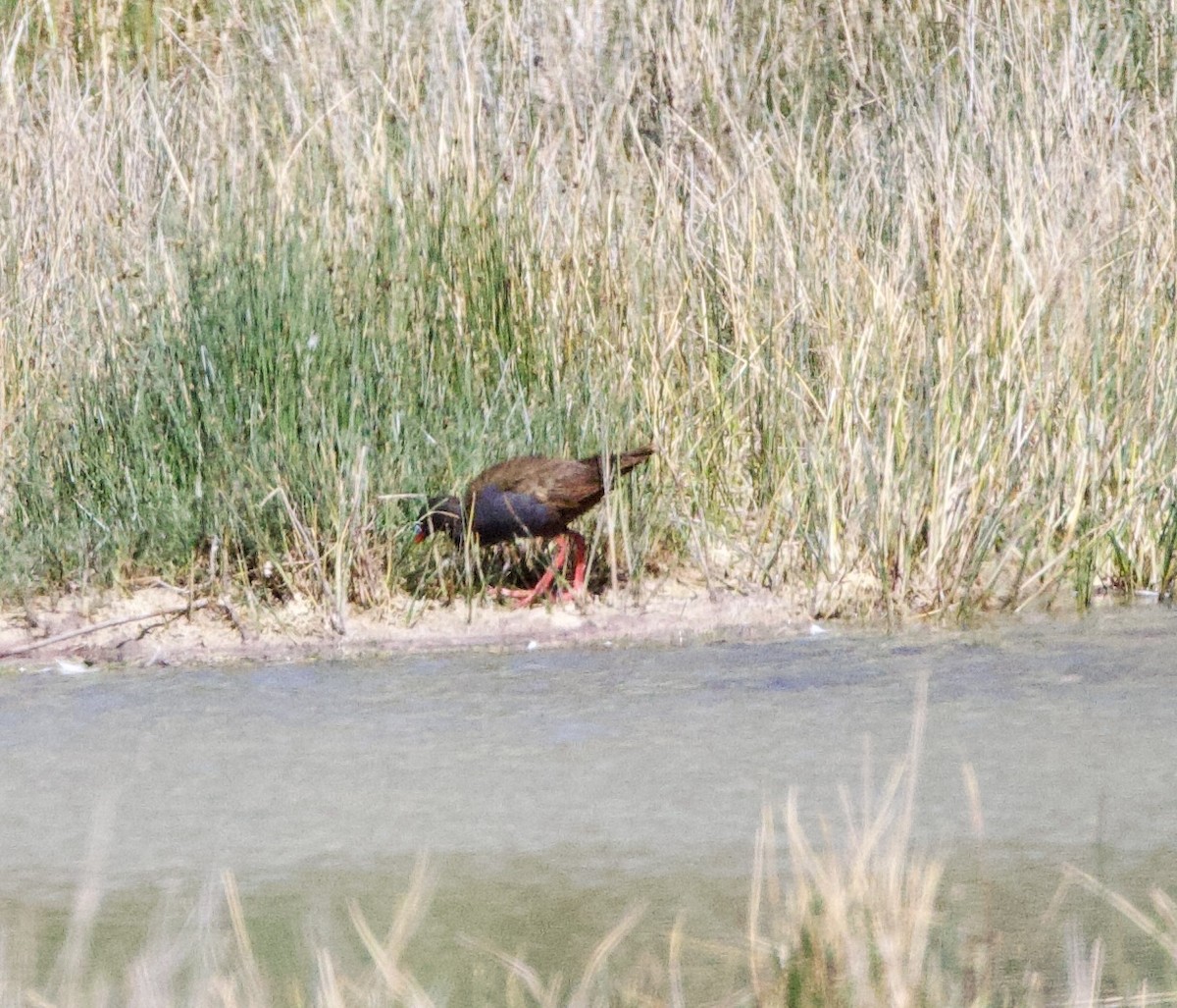 Plumbeous Rail - ML646824527