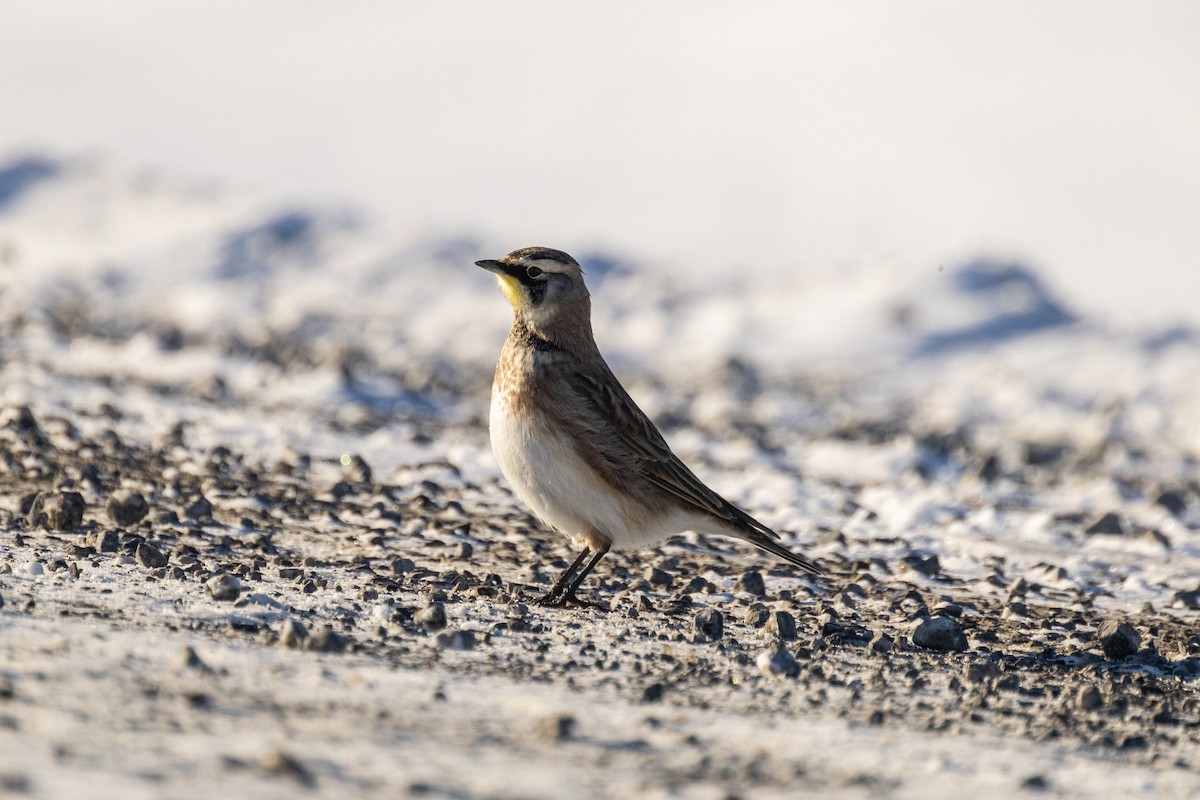 Horned Lark - ML646824530
