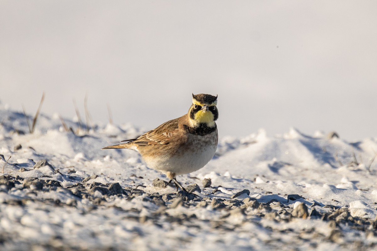 Horned Lark - ML646824531