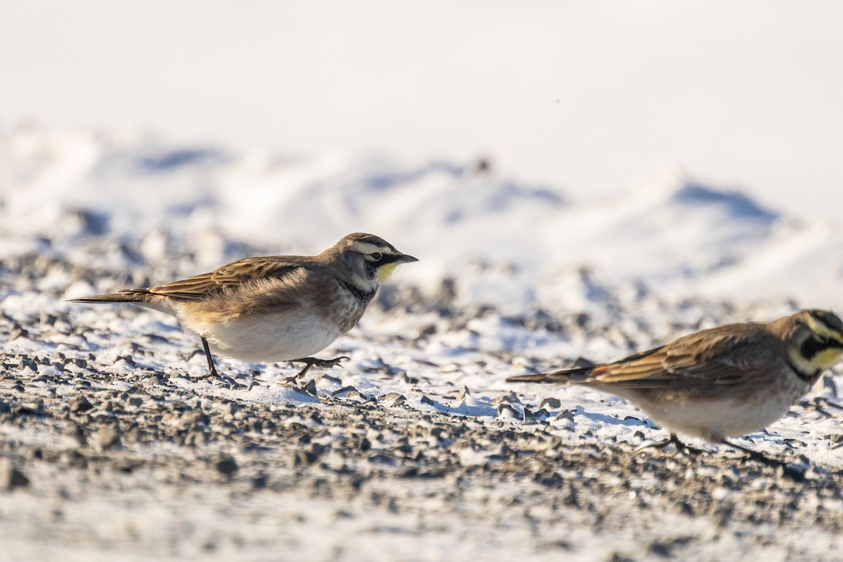 Horned Lark - ML646824532