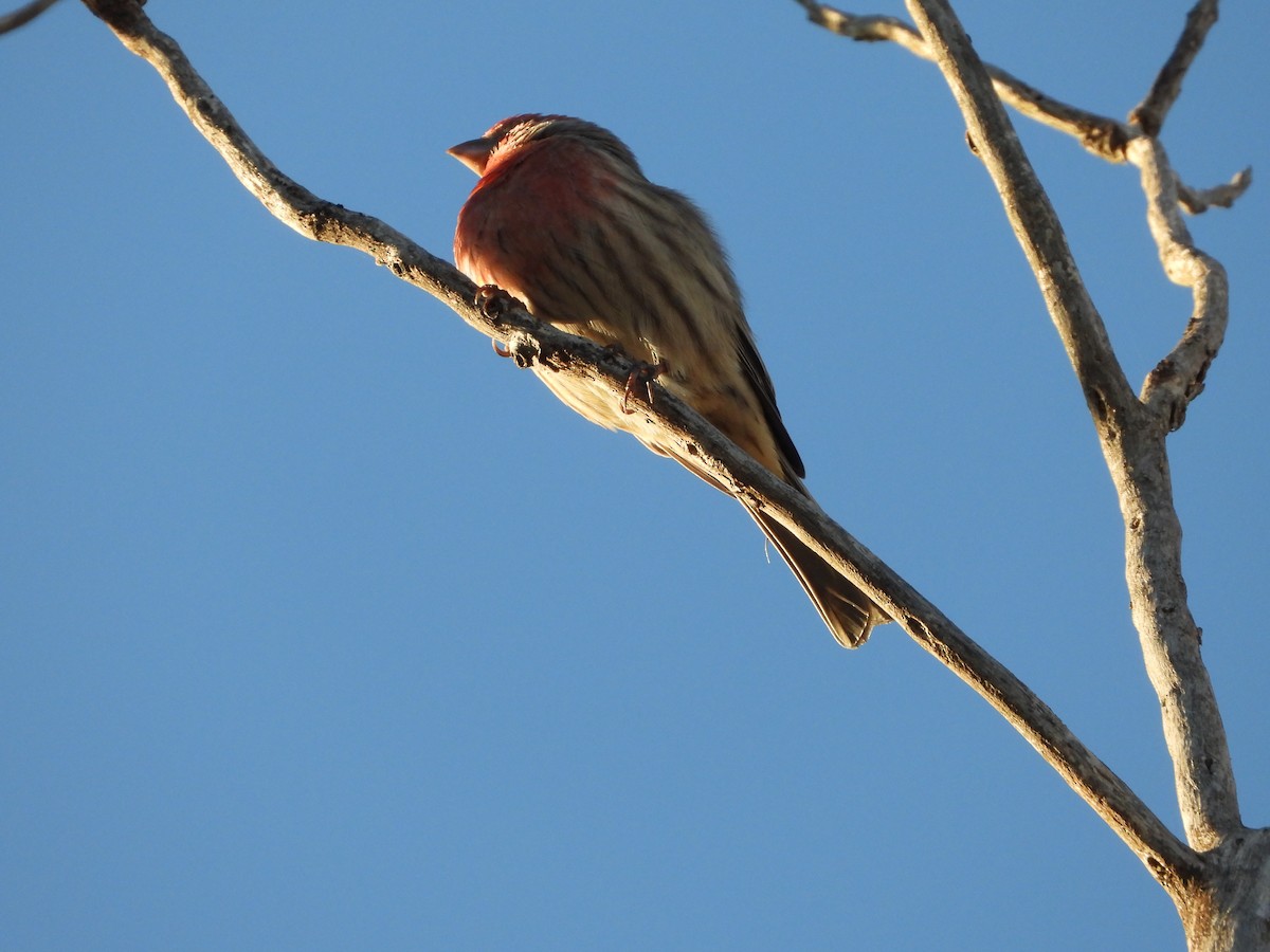 Hausgimpel - ML646824533