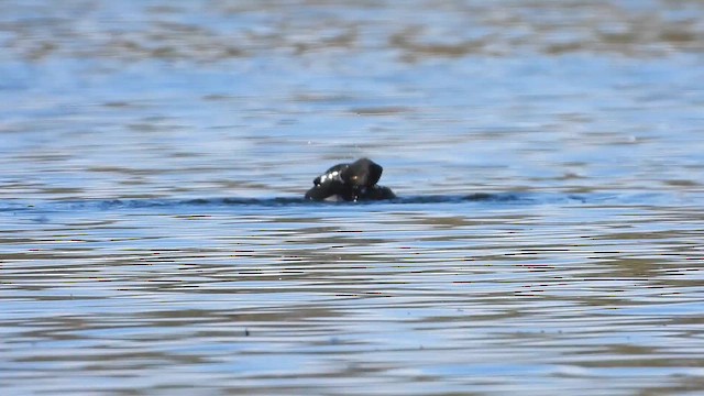 Ring-necked Duck - ML646824534