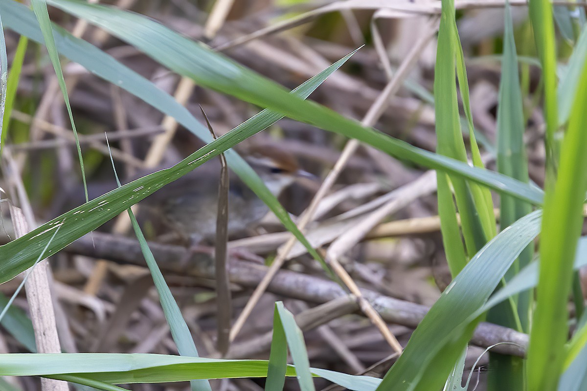 Широкохвістка рудолоба - ML646824536