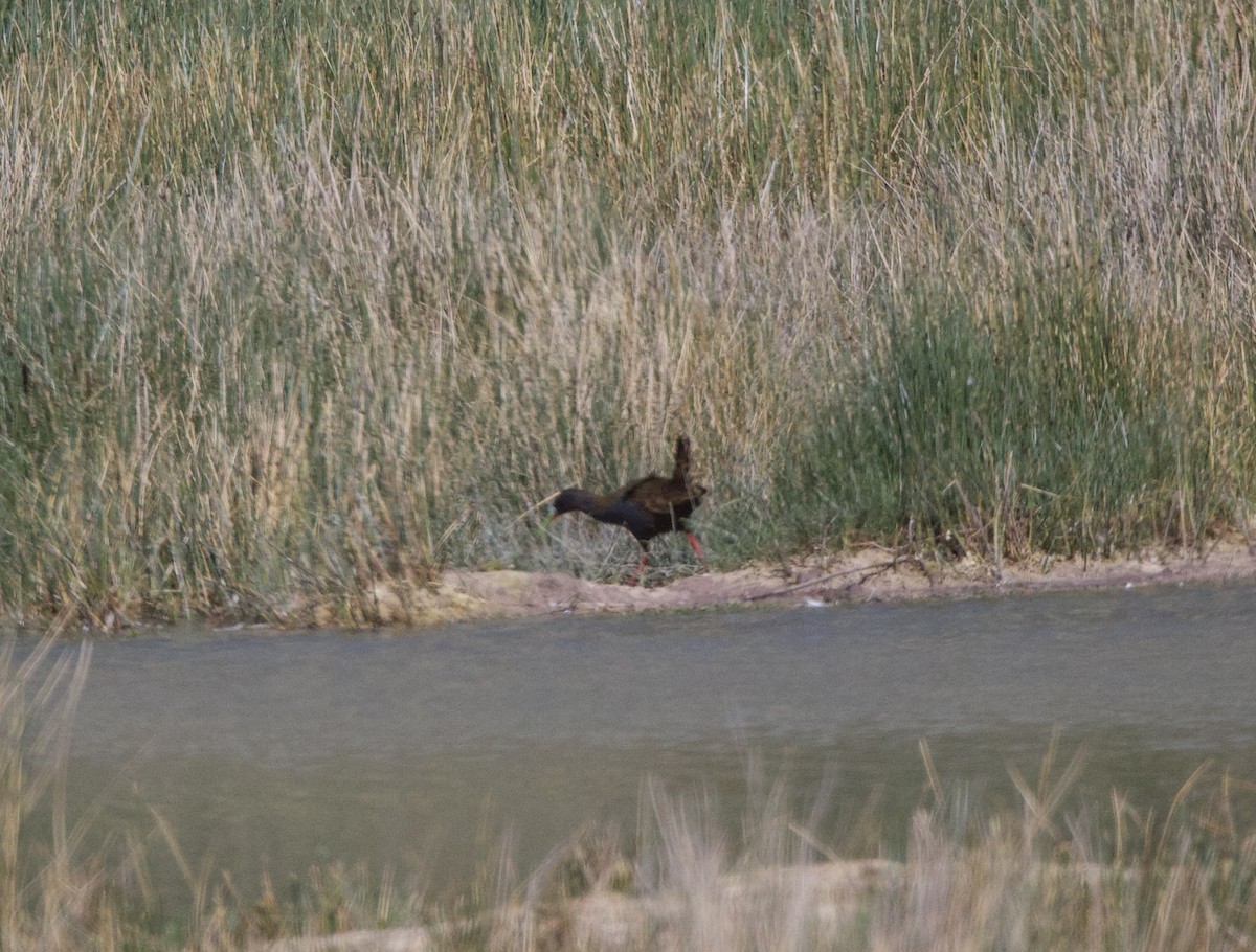 Plumbeous Rail - ML646824538