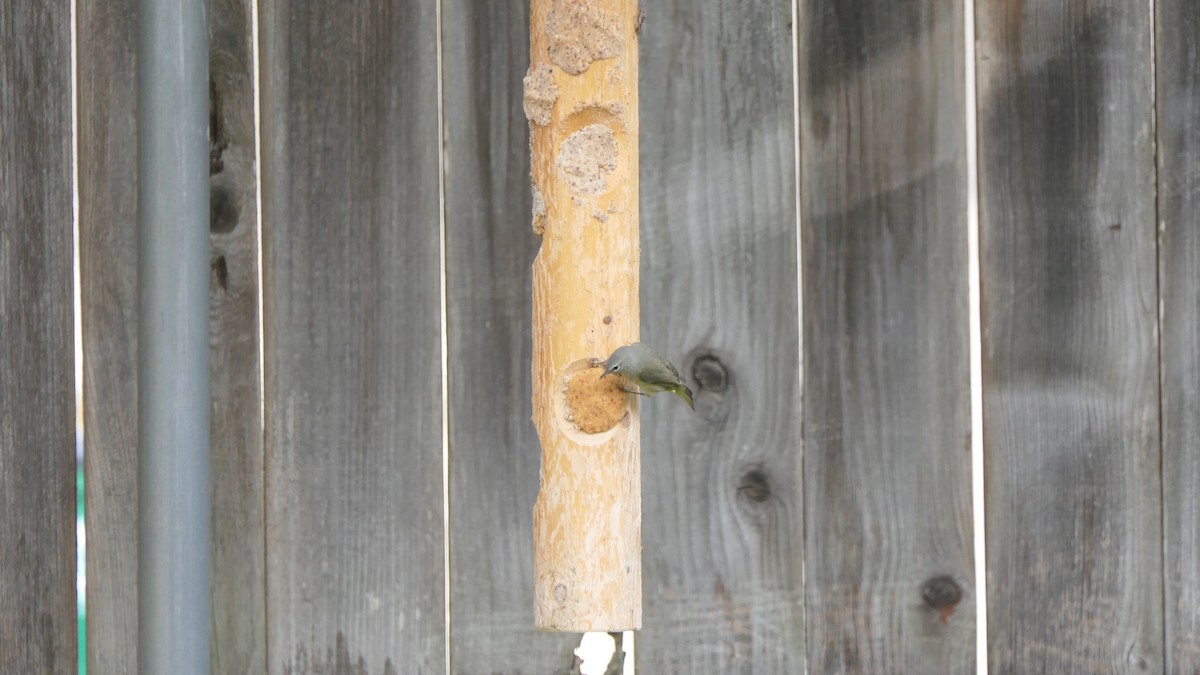 Orange-crowned Warbler - ML646824539