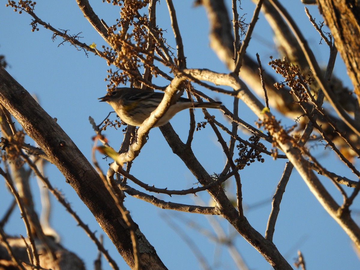 Kronenwaldsänger - ML646824540