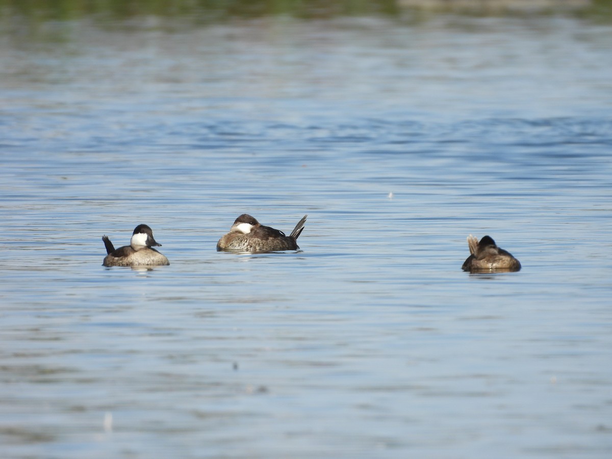 Савка американська - ML646824541