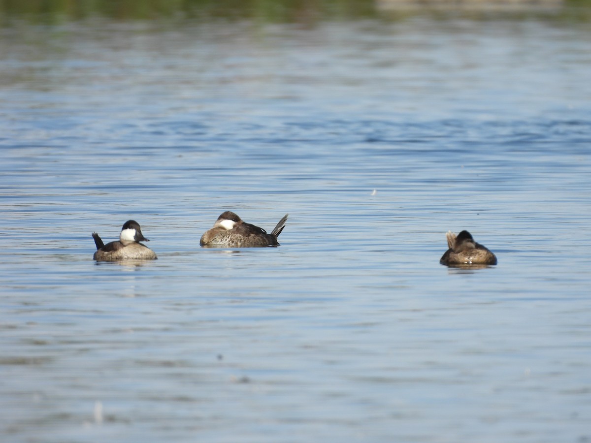 Савка американська - ML646824542