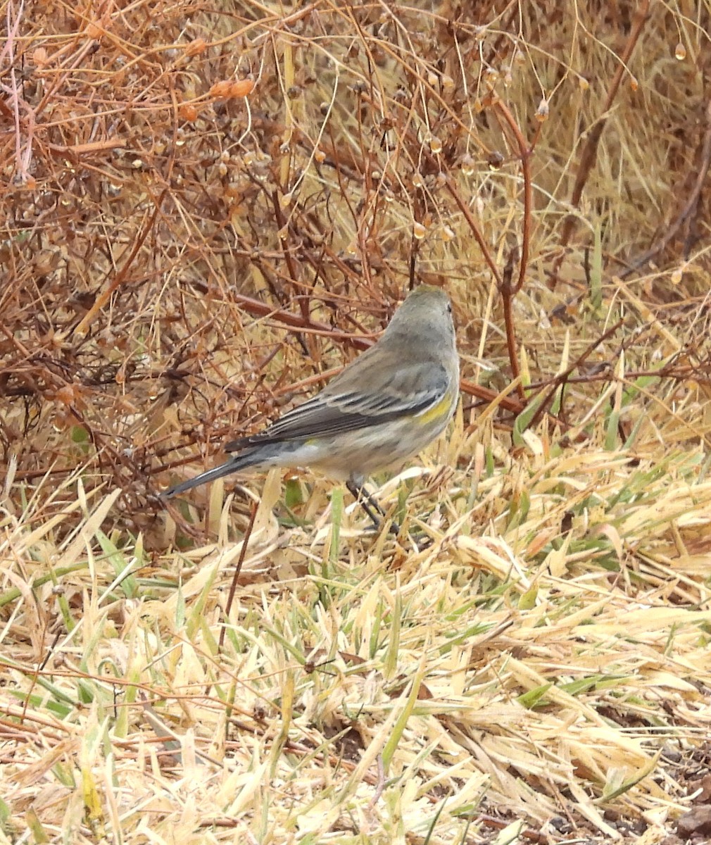 Reinita Coronada (de Audubon) - ML646824544