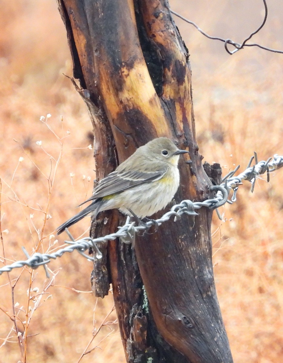 Reinita Coronada (de Audubon) - ML646824545