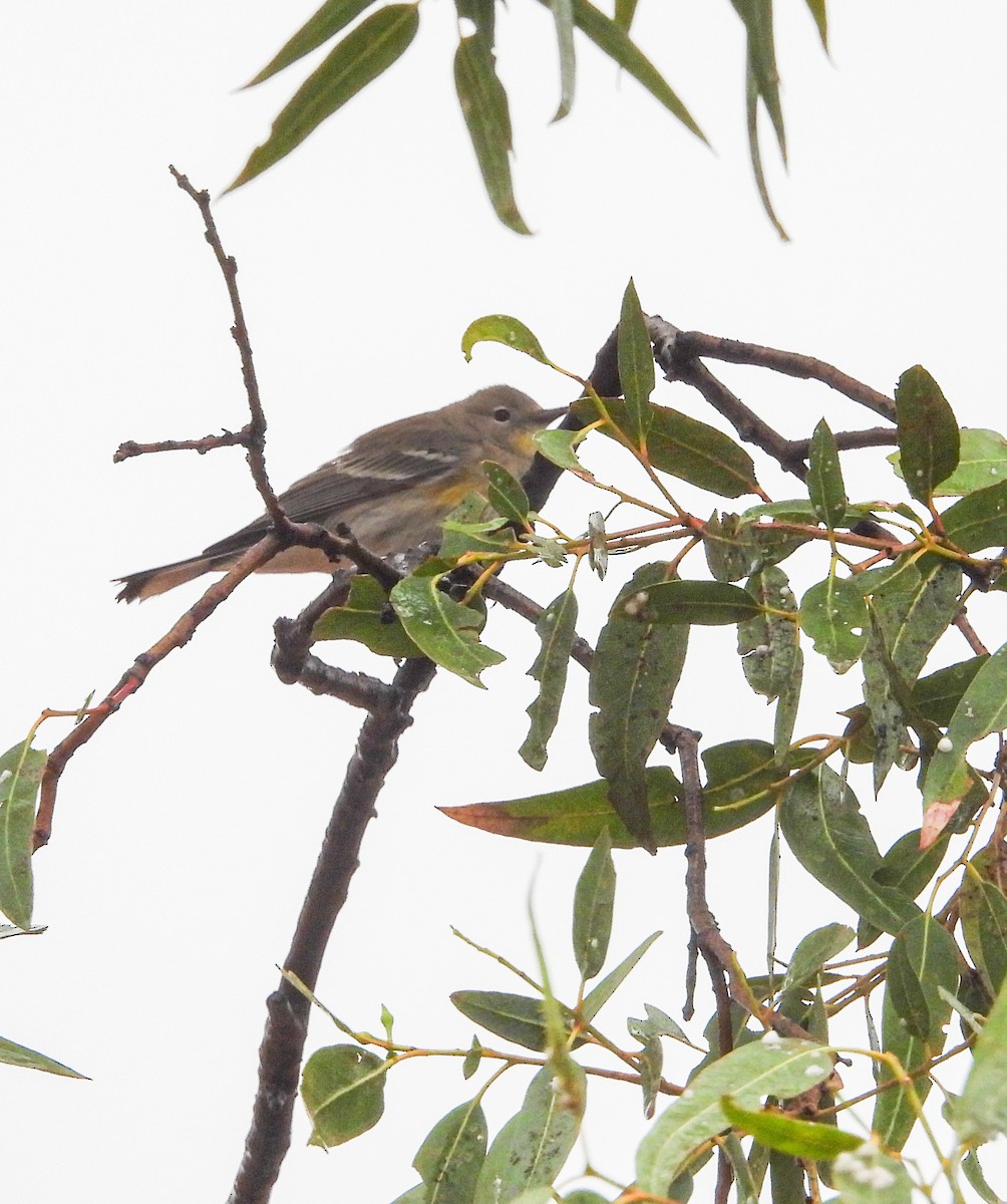 Reinita Coronada (de Audubon) - ML646824546