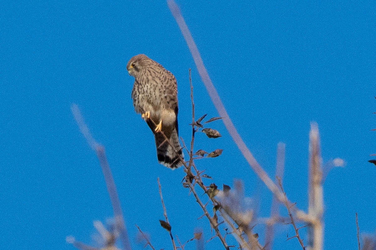 Eurasian Kestrel - ML646824547