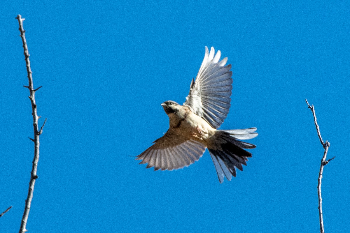 Eurasian Kestrel - ML646824548