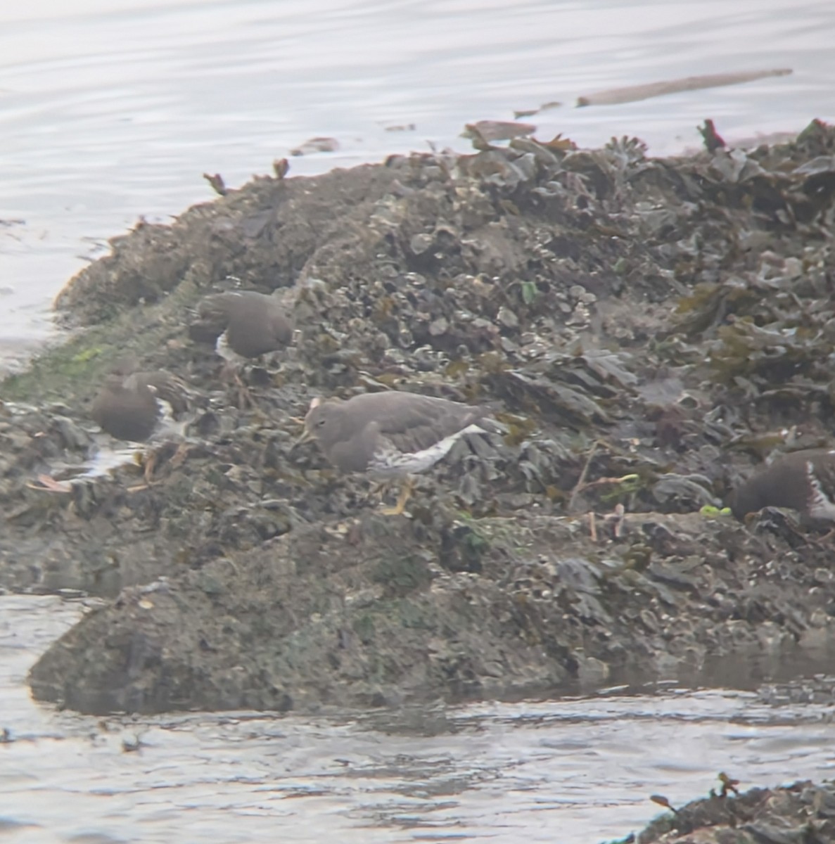 Surfbird - ML646824554