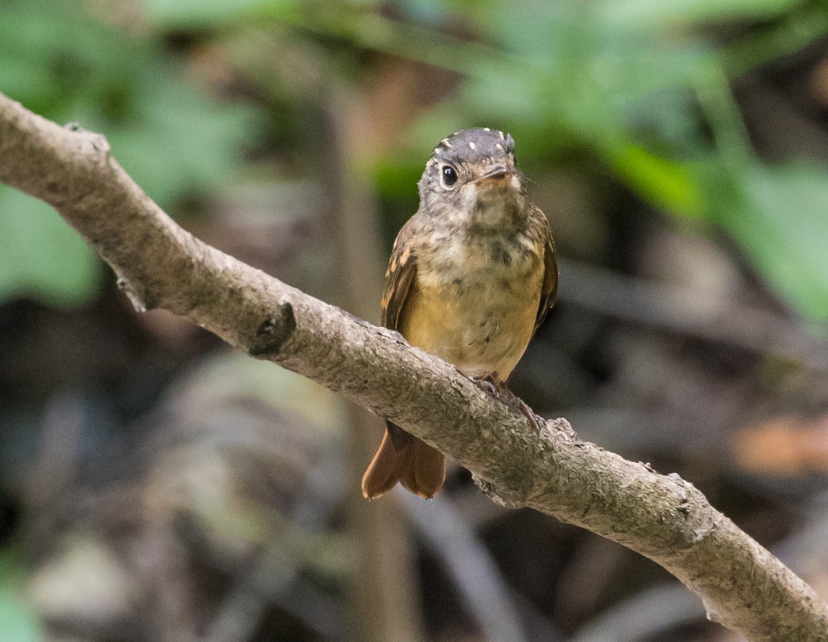 Gobemouche ferrugineux - ML646824555