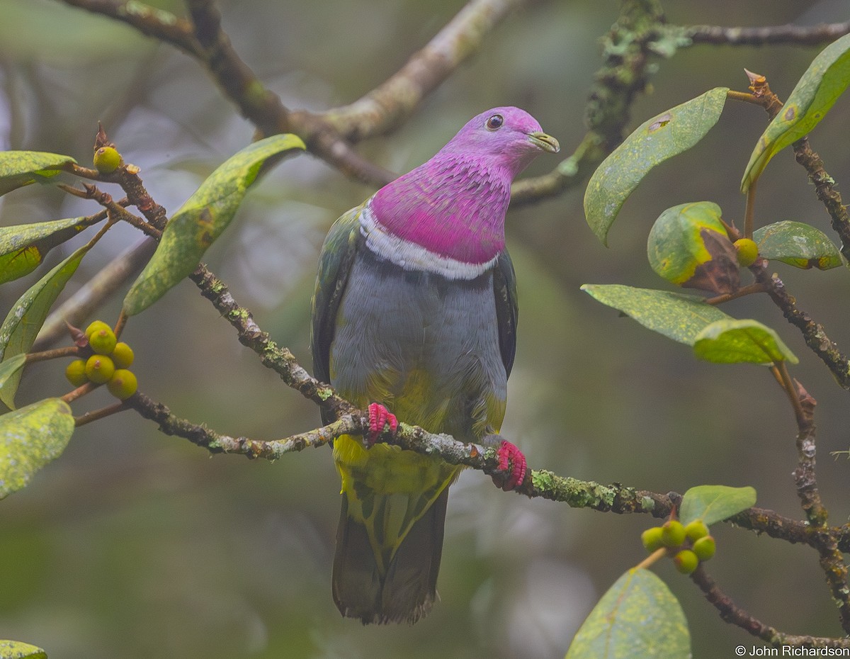 Pink-headed Fruit-Dove - ML646824559