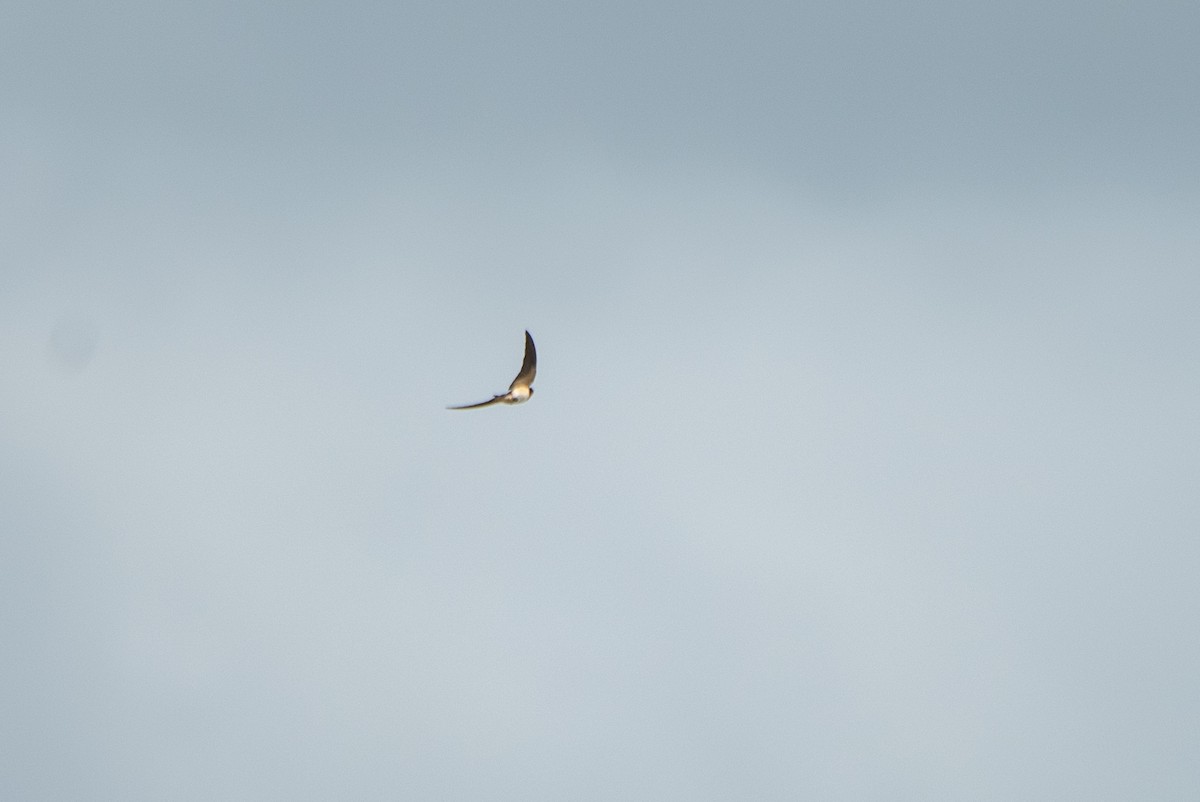 Ластівка сільська - ML646824562