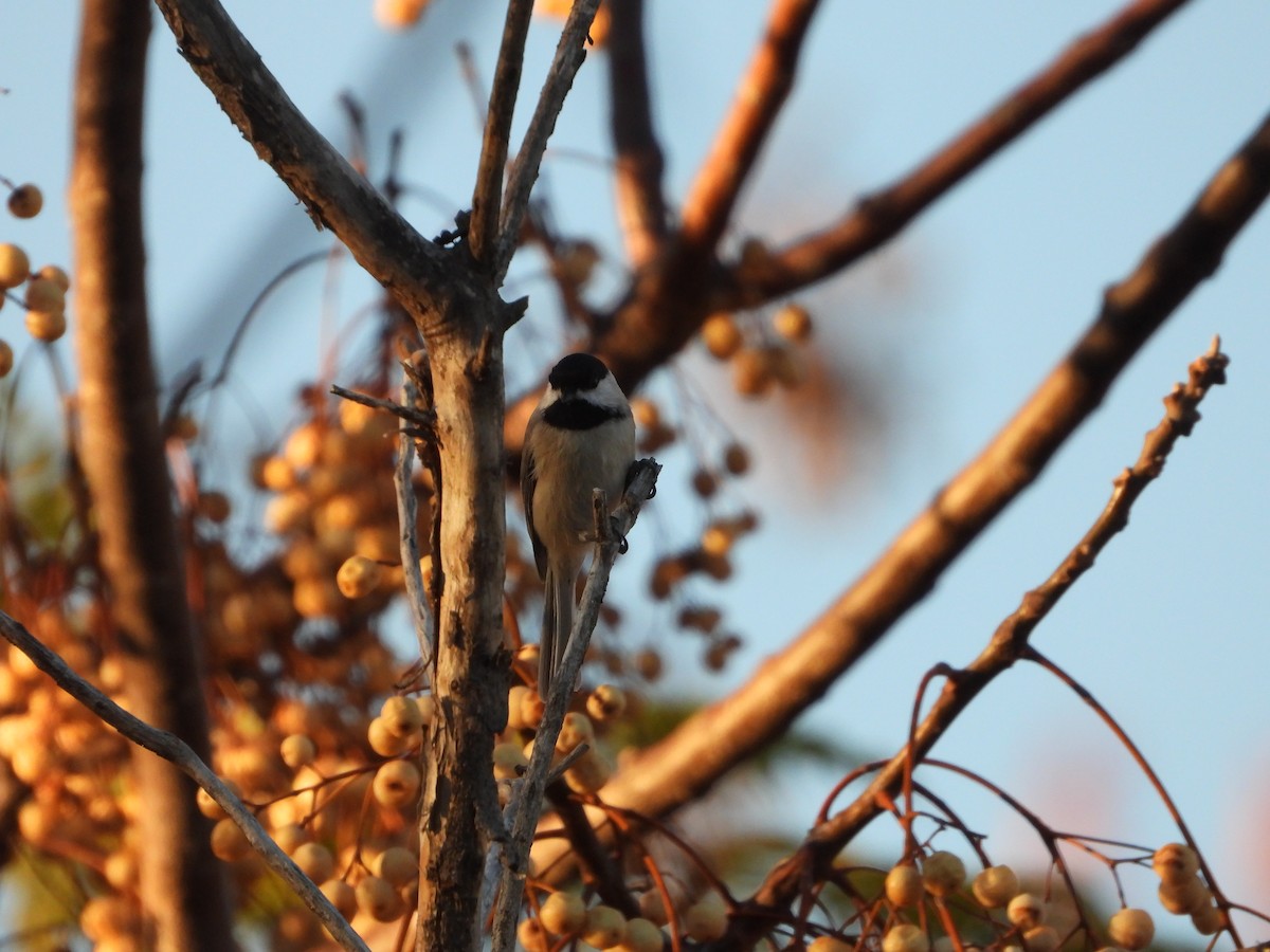 Каролинская гаичка - ML646824564